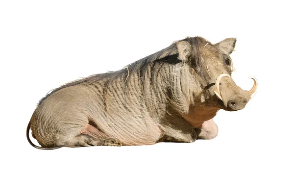 Warthog africano — Foto Stock