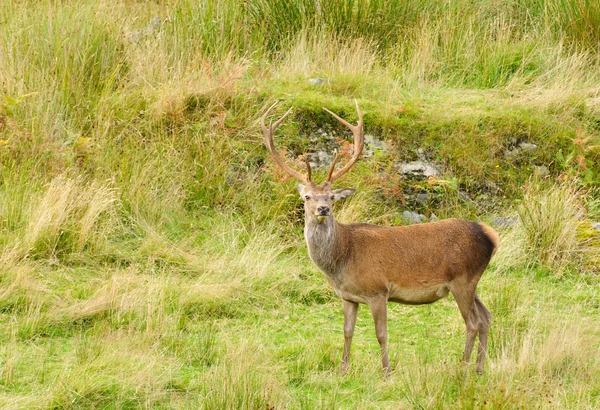 Red deer hert — Stockfoto