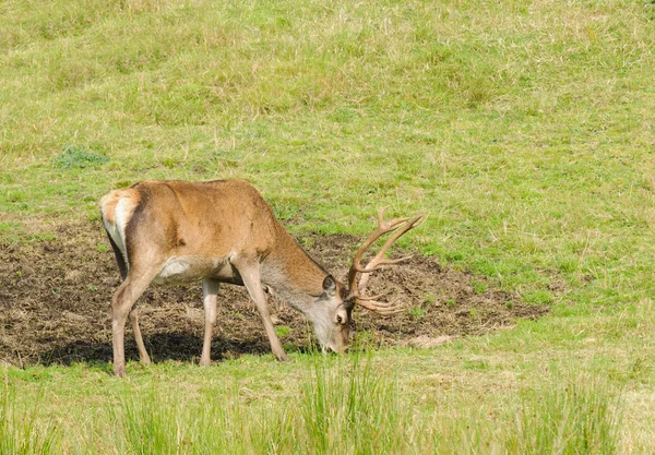 Rödhjort — Stockfoto