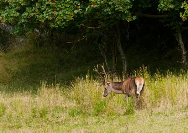 Rödhjort — Stockfoto