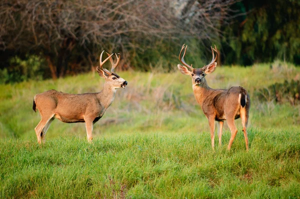 Black-tailed deer bucks — Stock Photo, Image