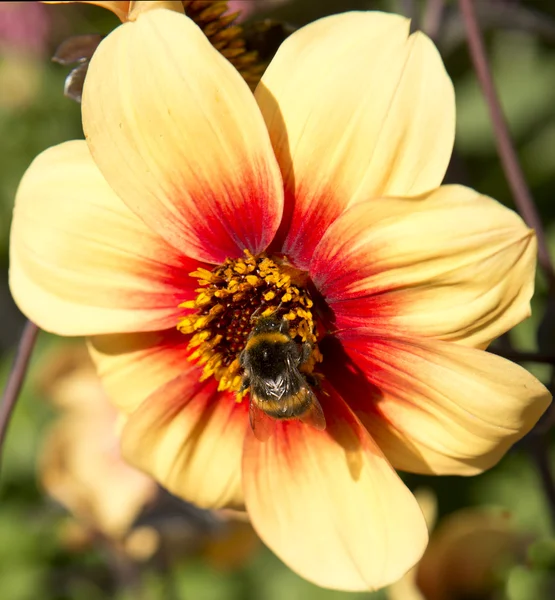 Bee perching on flower — Stock Photo, Image