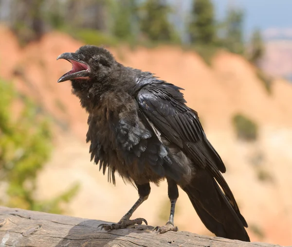 Cuervo común — Foto de Stock