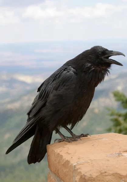 Corbeau commun sur le mur de briques — Photo