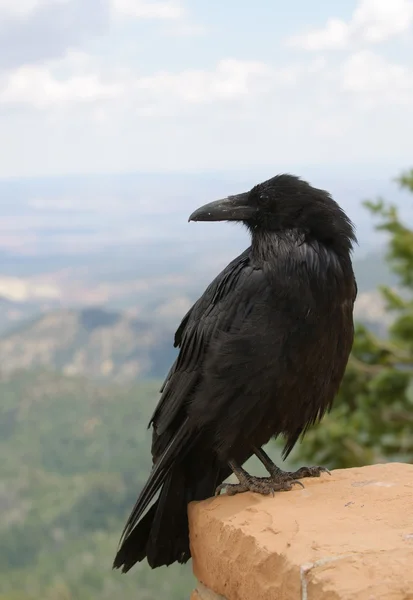 Corvo comum na parede de tijolo — Fotografia de Stock