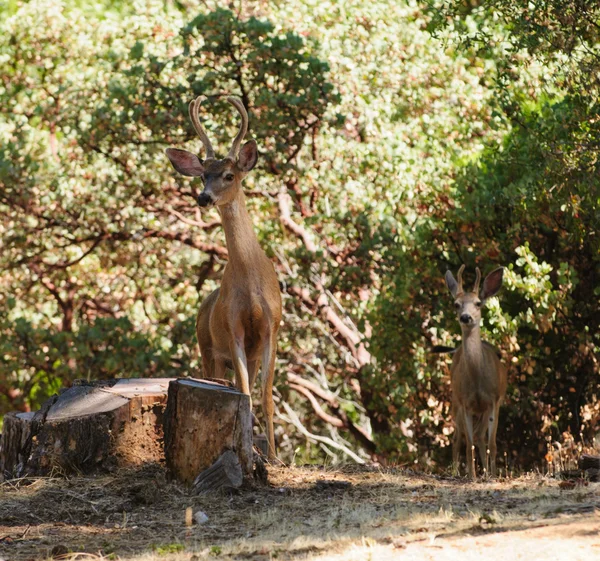 Paire de cerfs de Virginie mâles — Photo