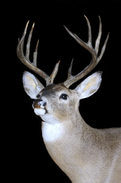 Whitetail buck — Stock Photo, Image