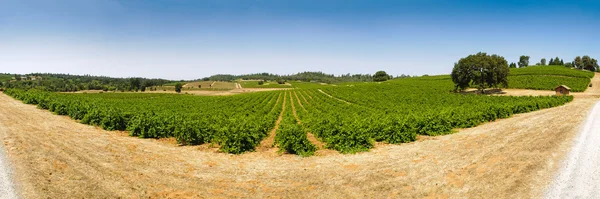 Vineyard in the foothills of the Sierra Nevadas — Stock Photo, Image