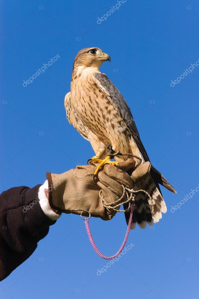 Falconer with Peregrine Falcon — Stock Photo © jeffbanke 52254421