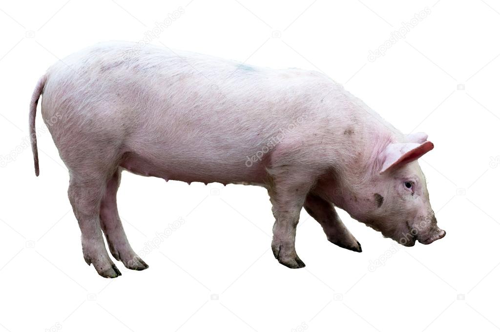 Pig (sus scrofa)