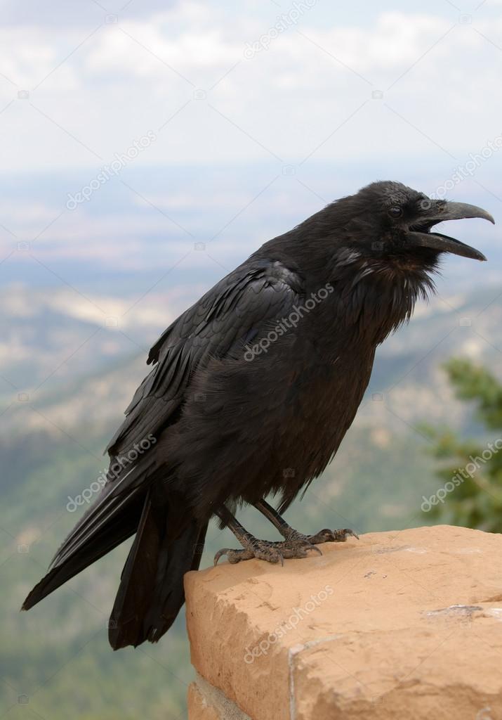 Common Raven on brick wall