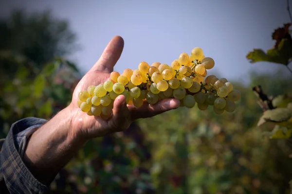 Uvas de mão cheia — Fotografia de Stock