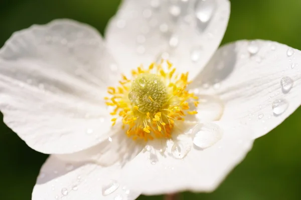 White anemone with dew drops on petals closeup