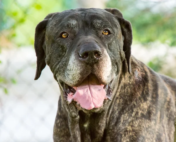 Detail van de oude hond fila brasileiro — Stockfoto