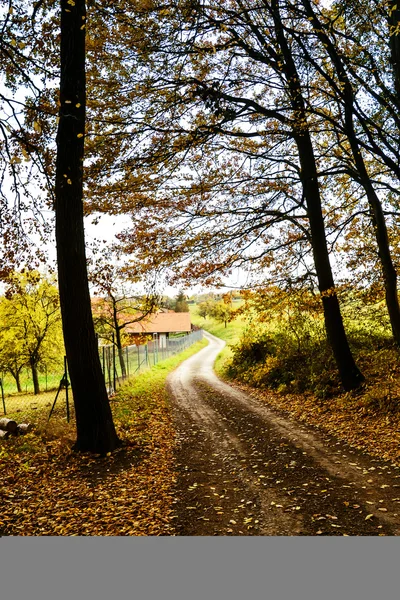 Sonbahar ormanının içinden geçen yol — Stok fotoğraf