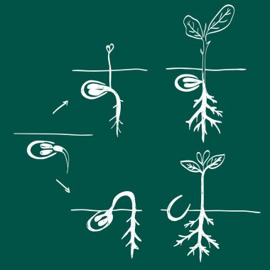 büyüyen tohum doodle