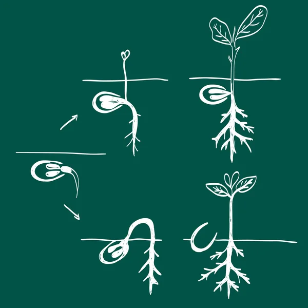 Cultivo de garabatos — Archivo Imágenes Vectoriales