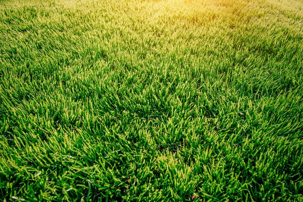 Rumput hijau. tekstur latar belakang alami — Stok Foto