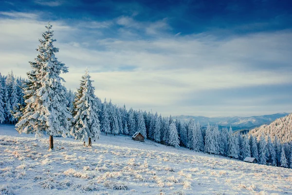 Winterlandschap gloeiende door zonlicht. Dramatische winterse scène. — Stockfoto