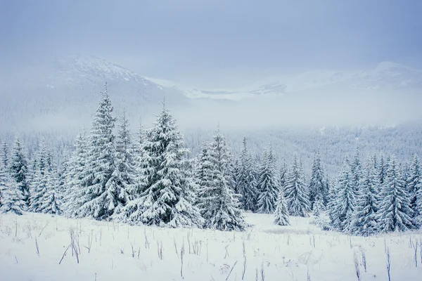 Winterlandschaft, die vom Sonnenlicht erleuchtet wird. Dramatische winterliche Szene. — Stockfoto