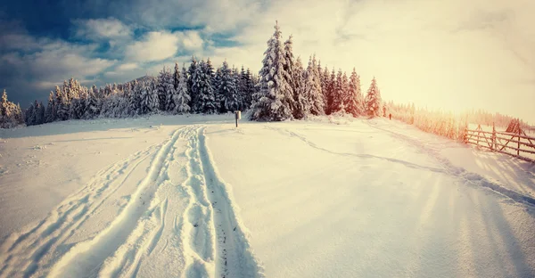 Зимний пейзаж светится солнечным светом. Драматическая зимняя сцена . — стоковое фото