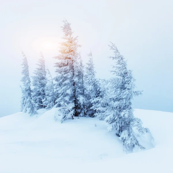 Camino de invierno. Misterioso paisaje de invierno — Foto de Stock