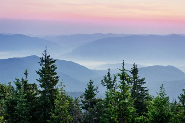 Pine tree forest. Dramatic wintry scene. Carpathian, Ukraine, Europe. — Stock Photo, Image