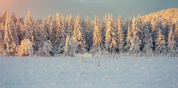 Paesaggio invernale illuminato dalla luce del sole. Drammatica scena invernale . — Foto Stock