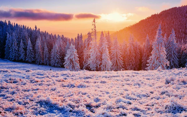 Árbol cubierto de nieve mágico invierno — Foto de Stock