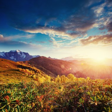 Çiçek açan ormangülü çiçek Kafkasya dağlarında. 