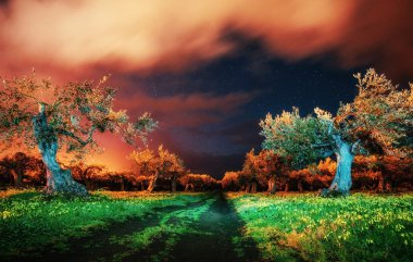 Yıldızların altındaki ağaçlar