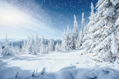 Fantastik kış manzarası ve hoarfrost ağacında. 