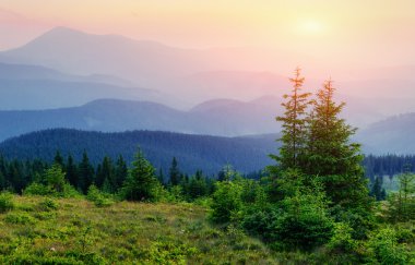 gün batımında dağlarında kır çiçekleri
