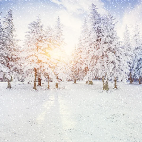 積雪の冬景色の木 — ストック写真