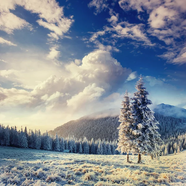 Neve de inverno mágico coberto de árvore nos Cárpatos. Ucrânia — Fotografia de Stock