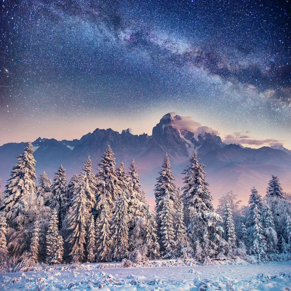 Dairy Star Trek in the winter woods. Carpathians, Ukraine — Stock Photo, Image