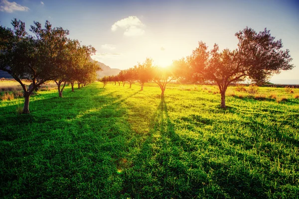 Baumschatten mit Sonnenuntergang — Stockfoto