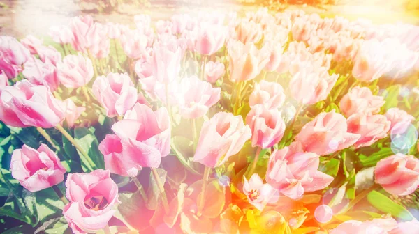 Grupp av rosa tulpaner. Våren landskap. — Stockfoto