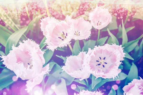 Grupp av rosa tulpaner. Våren landskap. — Stockfoto
