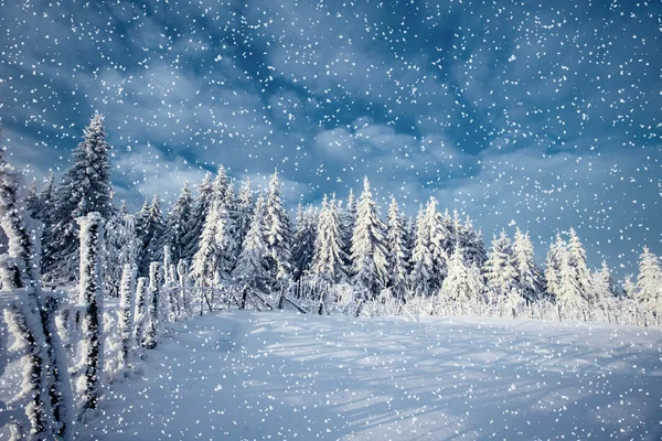 Inverno árvores paisagem e cerca em hoarfrost — Fotografia de Stock