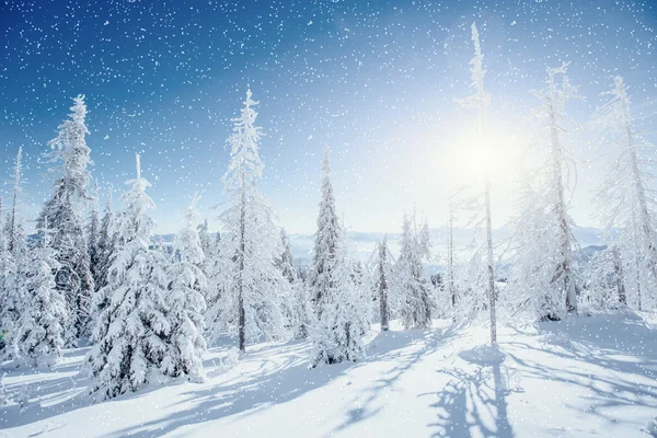 Traumhafte Winterlandschaft und Baum im Raureif. — Stockfoto