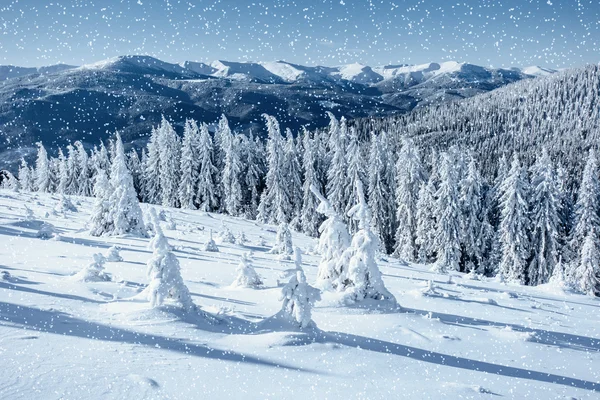 Fantastische winterlandschap en boom in rijm. — Stockfoto