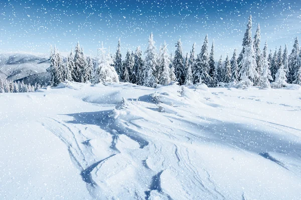 Fantastik kış manzarası ve hoarfrost ağacında. — Stok fotoğraf