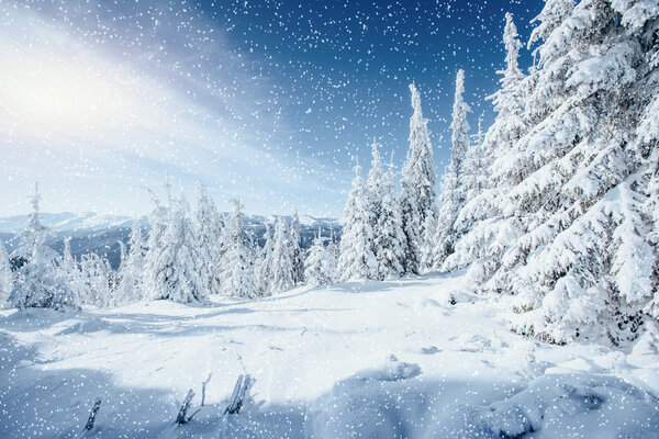 Fantastic winter landscape and tree in hoarfrost. 