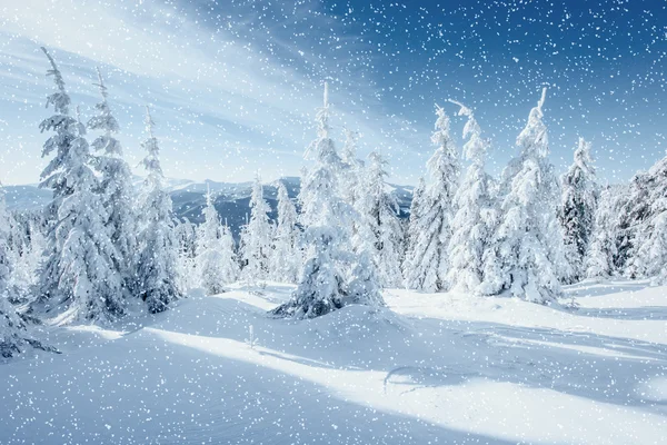 Зимнее дерево в снегу. Карпаты, Украина, Европа . — стоковое фото