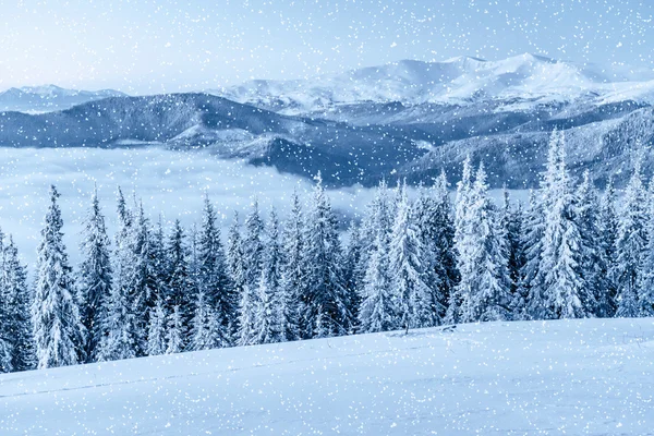 De boom van de winter in de sneeuw. Karpaten, Oekraïne, Europa. — Stockfoto