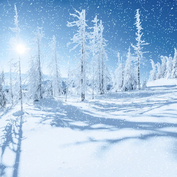 Albero invernale nella neve. Carpazi, Ucraina, Europa . — Foto Stock