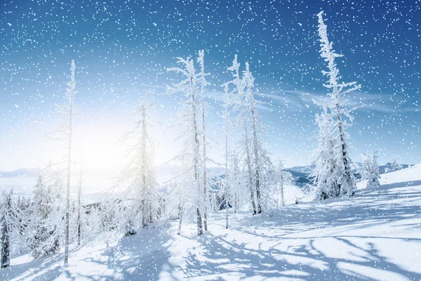 Albero invernale nella neve. Carpazi, Ucraina, Europa . — Foto Stock