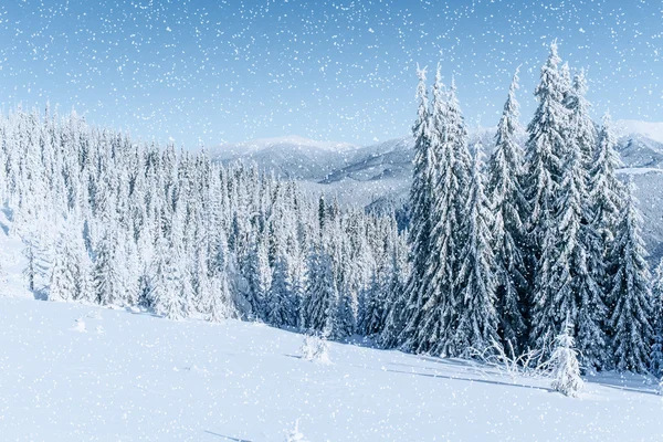 Zimní strom ve sněhu. Karpatské Ukrajině, Evropa. — Stock fotografie