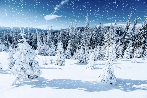 Зимнее дерево в снегу. Карпаты, Украина, Европа . — стоковое фото